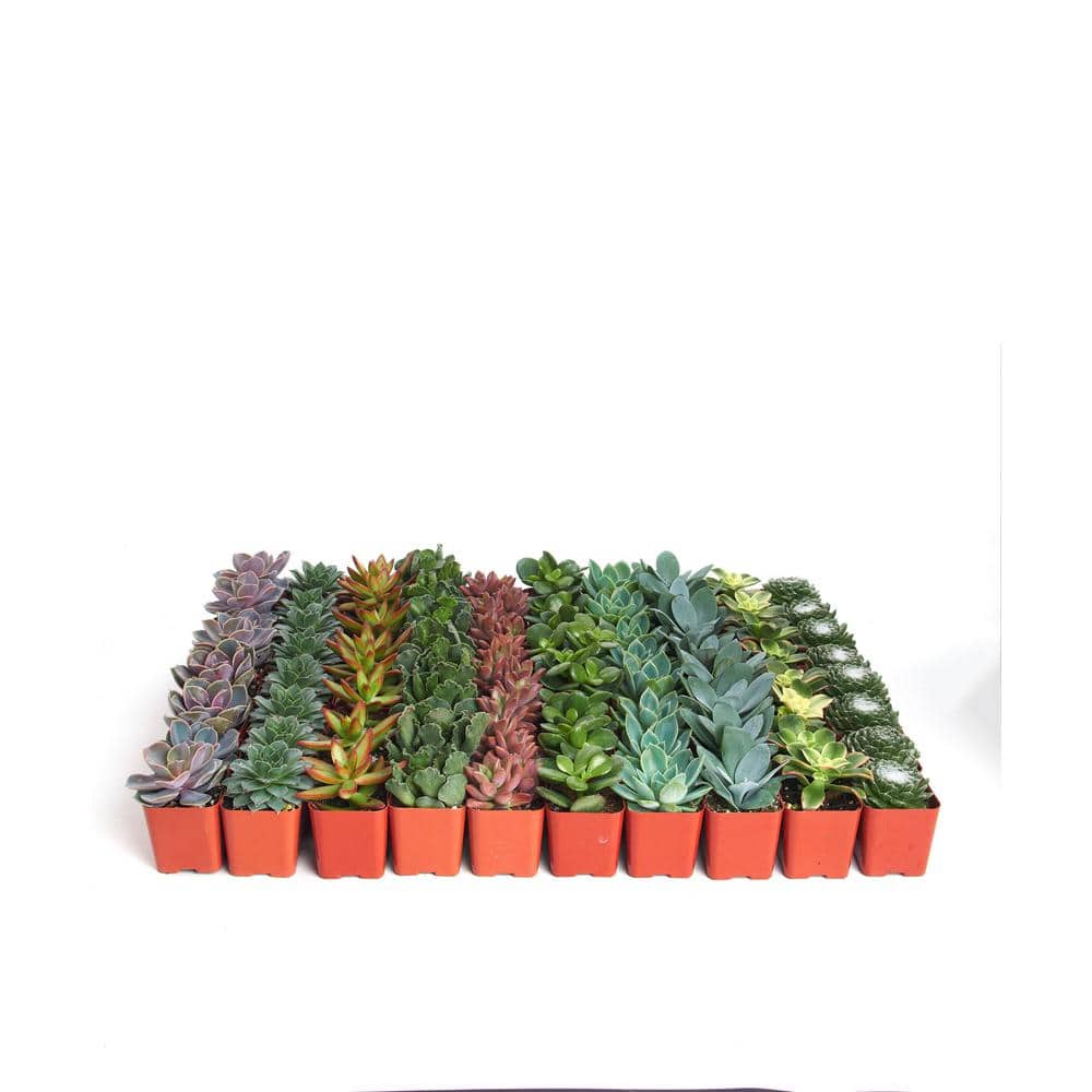 2 in. Assorted Succulent (Collection of 20) - Hercitys