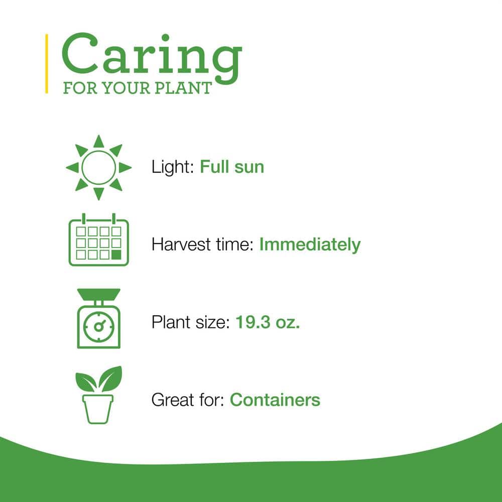 19 oz. Sweet Basil Herb Plant (2-Pack) - Hercitys