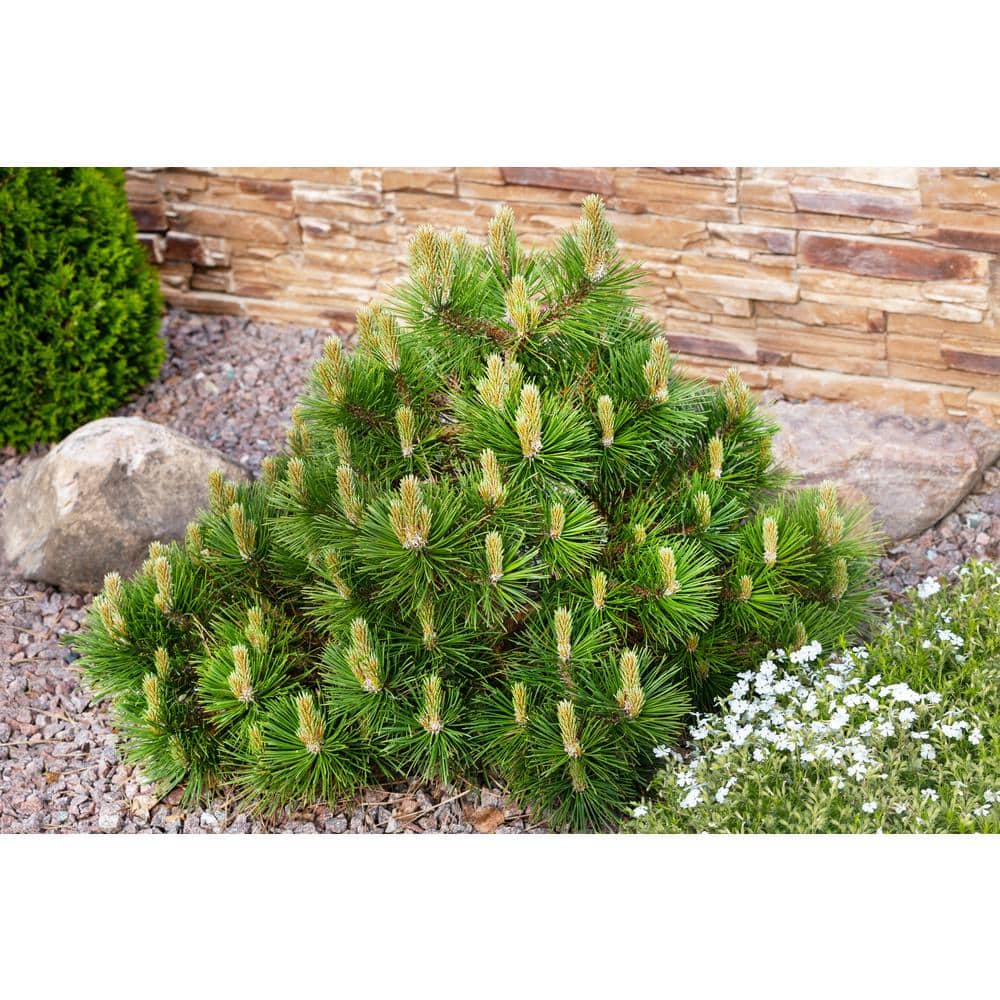 1 Gal. Dwarf Mountain Pine Mugo Shrub - Hercitys