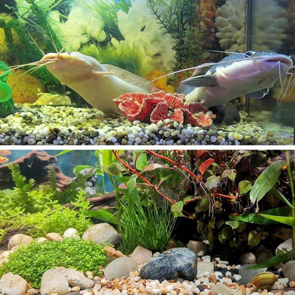 38 lbs. Decorative Garden Stone, Walkways, Yard, 1 in. – 3 in. Large Polished River Rocks for Plants Pots, Vases, Crafts - Hercitys