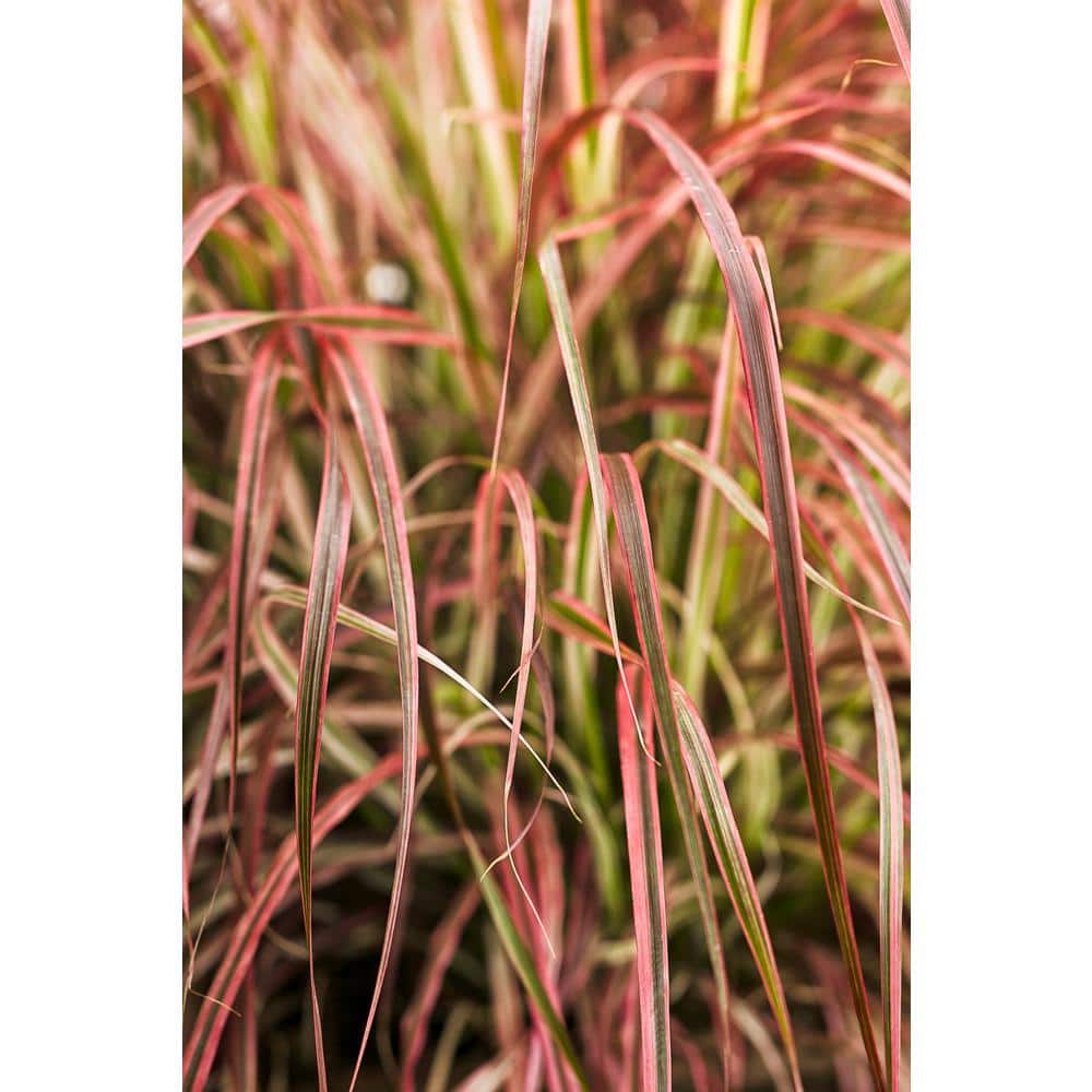 4.5 in. Qt. Graceful Grasses Fireworks Variegated Red Fountain Grass (Pennisetum) Live Plant, Green and Pink Foliage - Hercitys