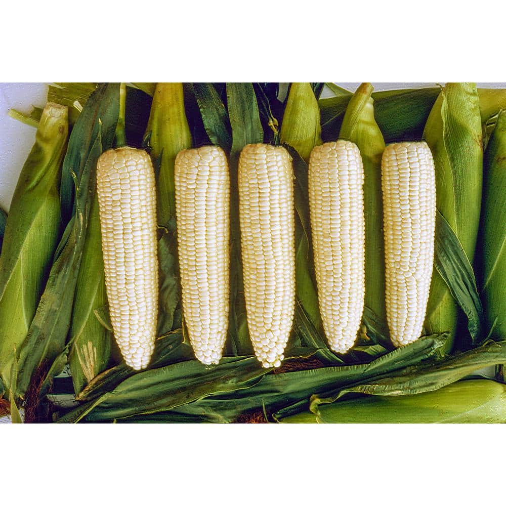0.50 lb. Sweet Corn Silver Queen Hybrid (Seed Packet) - Hercitys