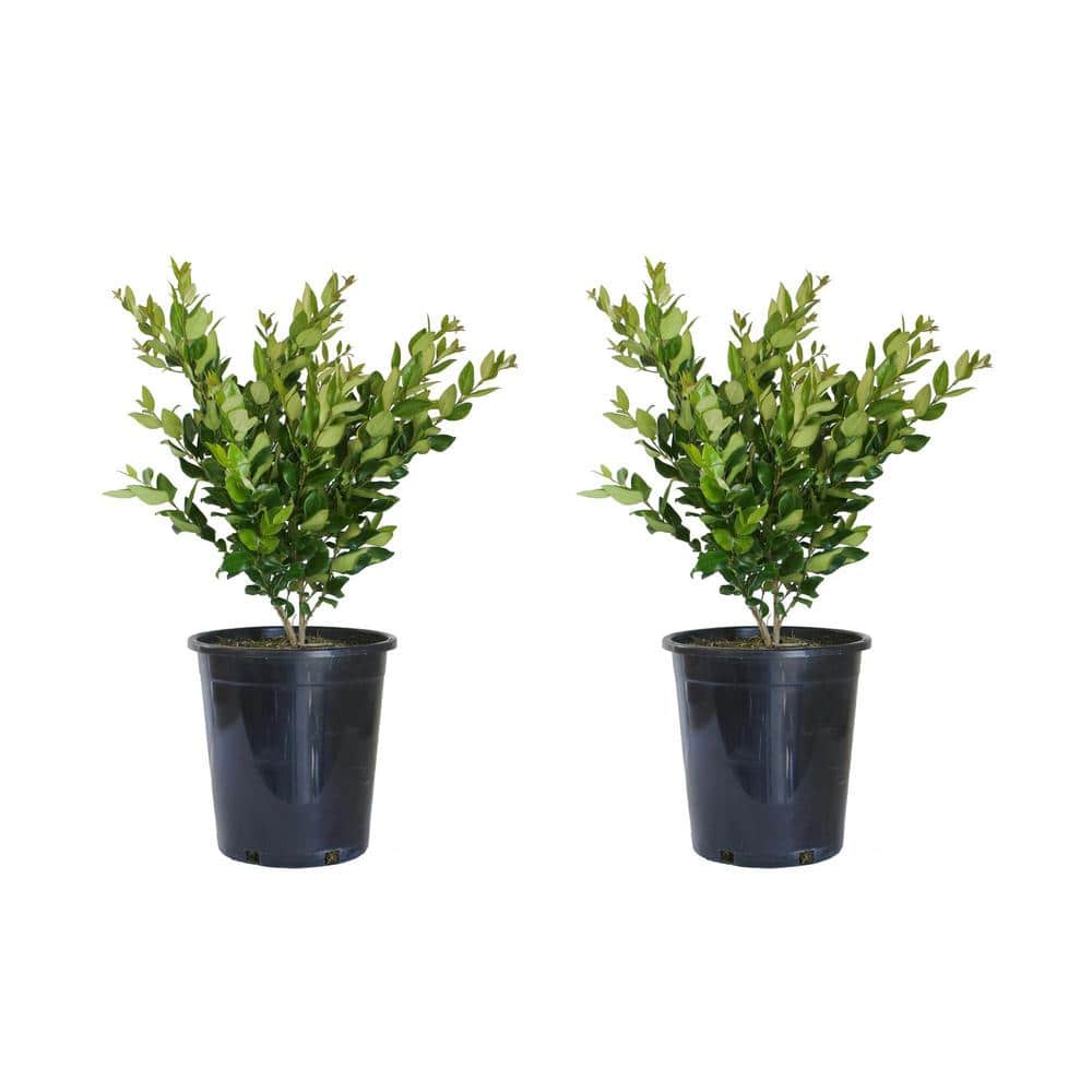 5-Container Wax Leaf Privet Flowering Evergreen Privacy Shrub (2-pack) - Hercitys