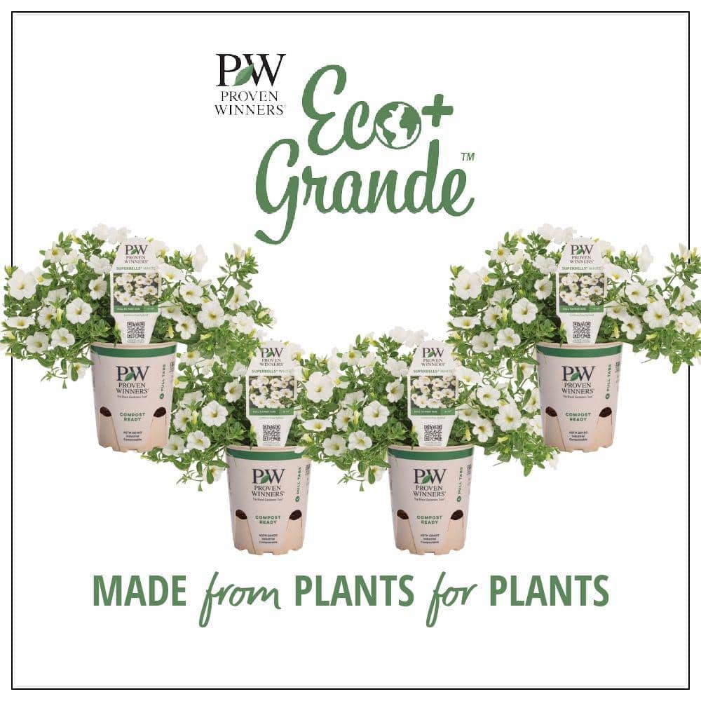 4.25 in. Eco+Grande, Superbells White (Calibrachoa) Live Plants, White Flowers (4-Pack) - Hercitys