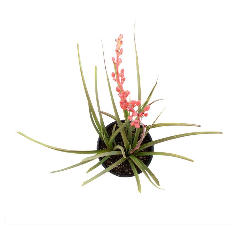 1 Gal. Hesperaloe Parviflora Red Yucca Color Plant - Hercitys