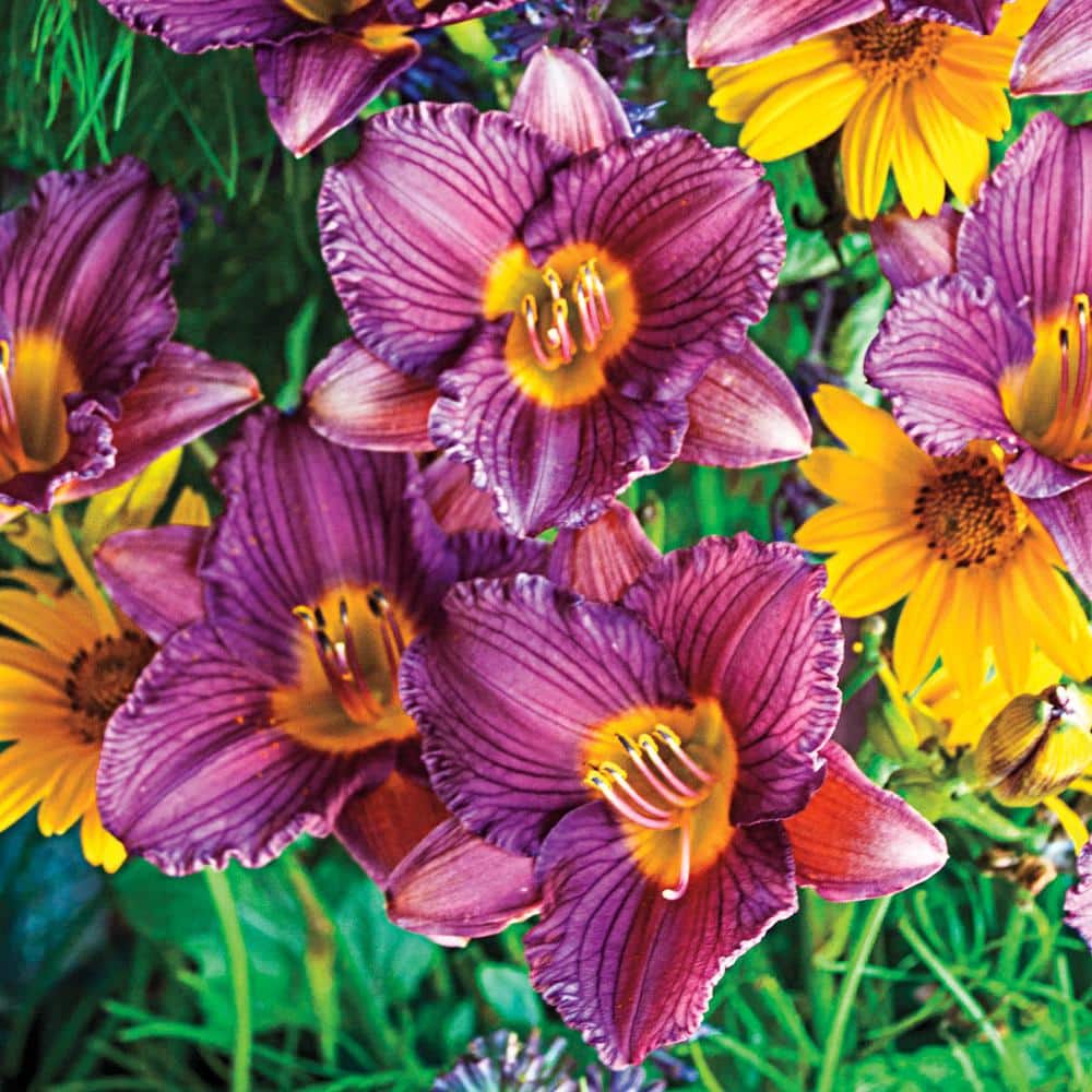 1 Gal. Pot, Purple De Oro Daylily Flowering Potted Perennial Plant (1-Pack) - Hercitys