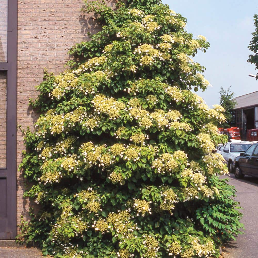 1 Gal. Pot, Petiolaris White Flowering Climbing Hydrangea Vine Deciduous Shrub (1-Pack) - Hercitys