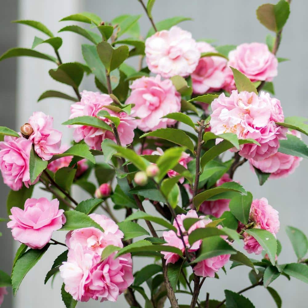#5 ContainerDebutante Camellia Plant - Hercitys