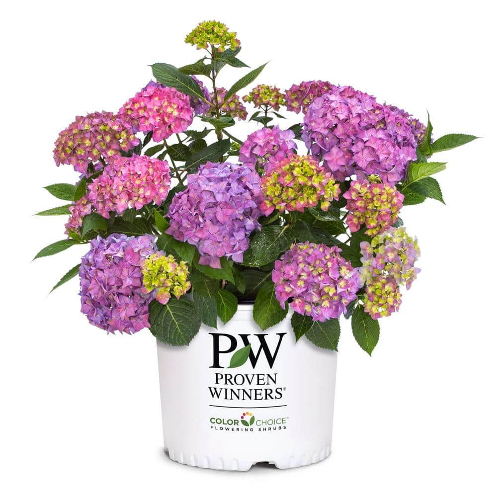 2 Gal. Let’s Dance Arriba Hydrangea Shrub with Blue, Pink, or Purple Blooms - Hercitys
