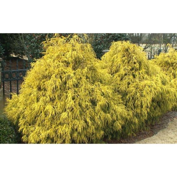 1 Gal. Kings Gold Threadbranch Cypress Shrub Brings Rich, Permanent Color to any Landscape - Hercitys