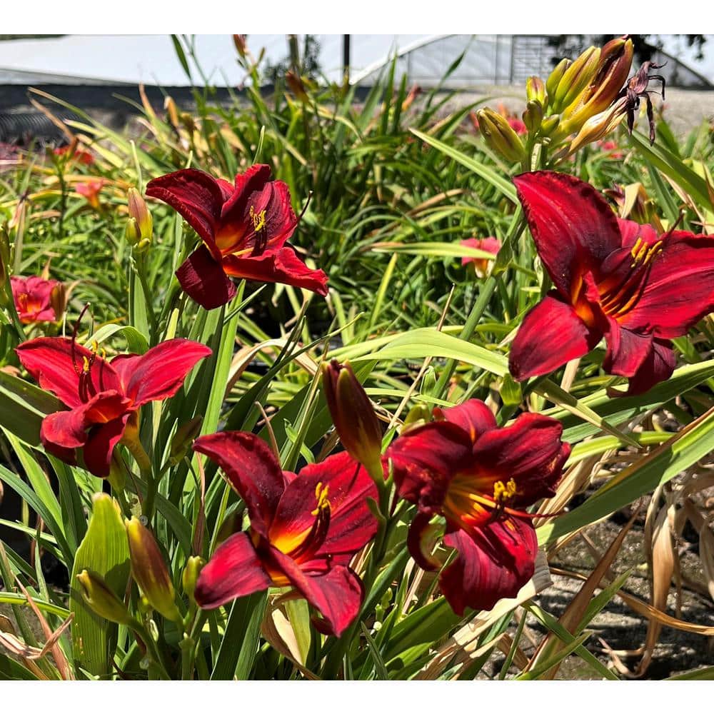 #1 Container Daylily Cranberry Baby Red Perennial Plants (4-Pack) - Hercitys