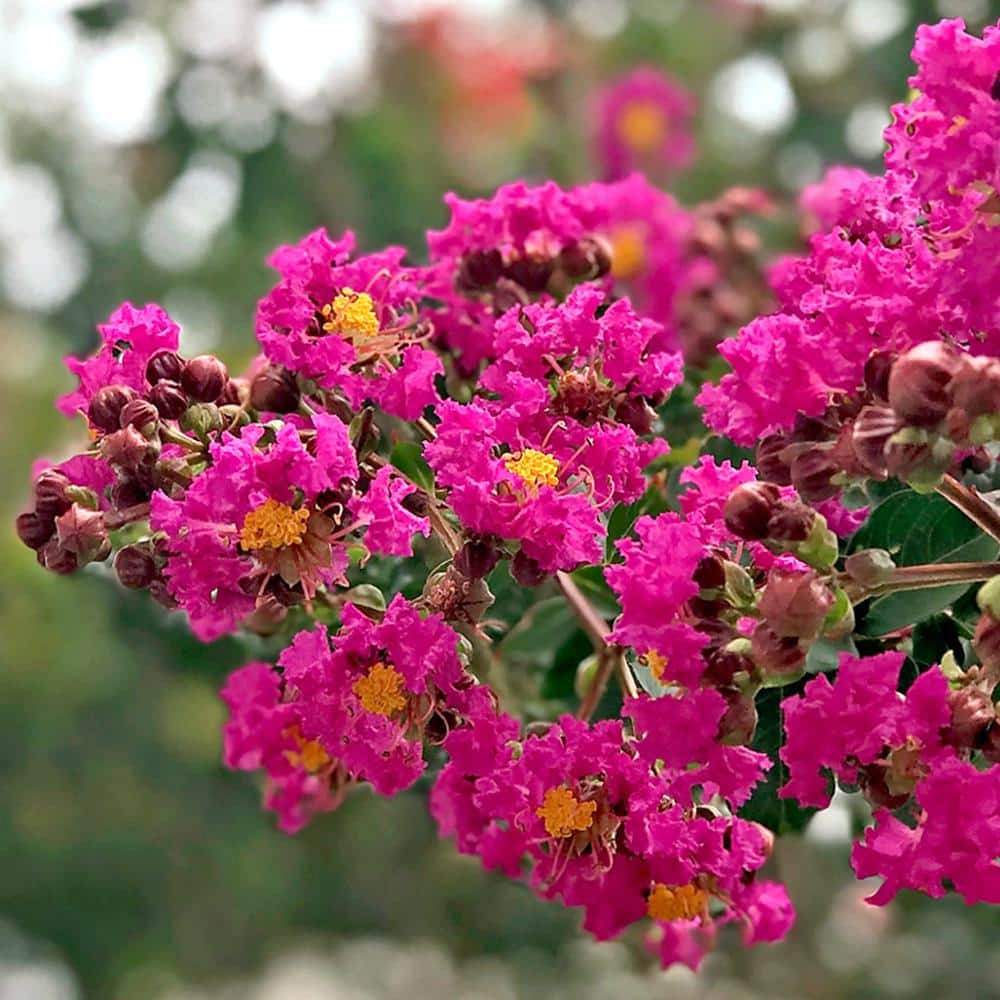 1 Gal. Deep Pink Tonto Crape Myrtle Tree - Hercitys
