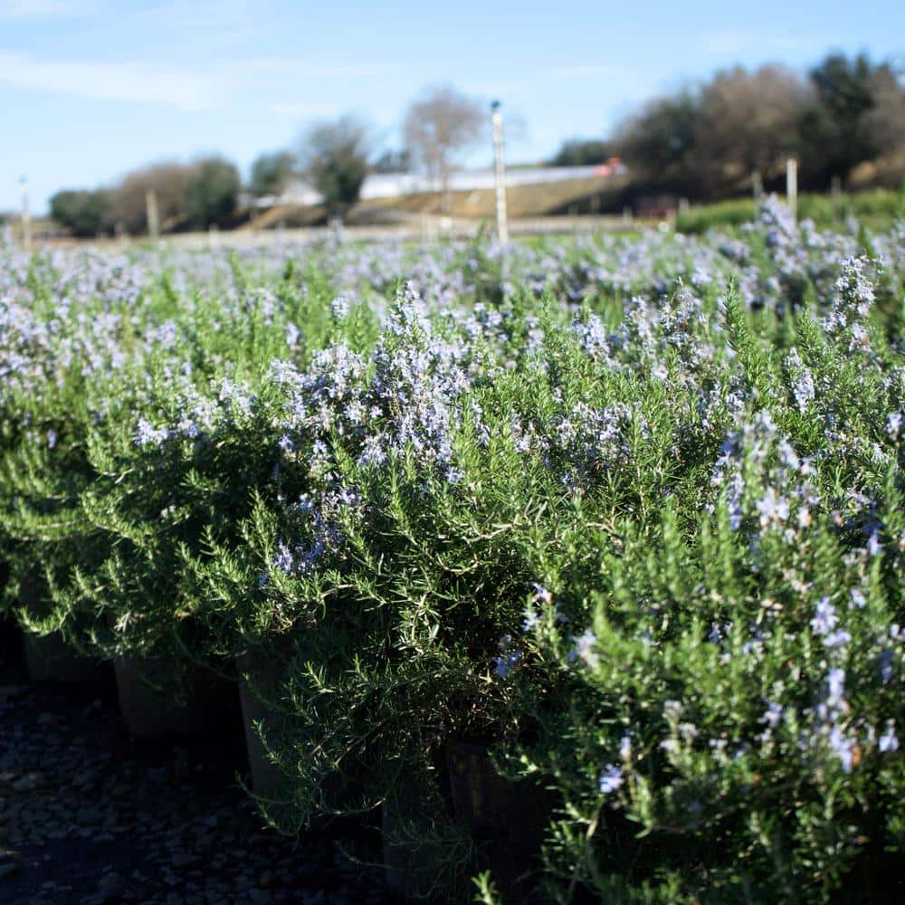 #1 Container Creeping Rosemary Plants (4-Pack) - Hercitys