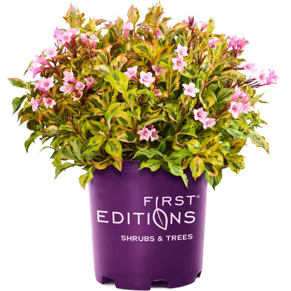 2.0 Gallon Rainbow Sensation Weigela (Weigela florida ‘Rainbow Sensation’) Shrub with Pink Flowers - Hercitys