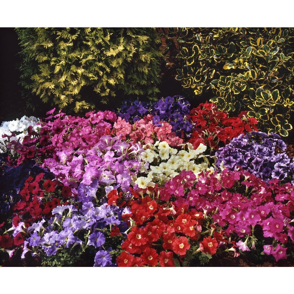 1.38 Pt. Petunia Limbo Gp Red Plant in Flower Grower’s Pot (4-Pack) - Hercitys