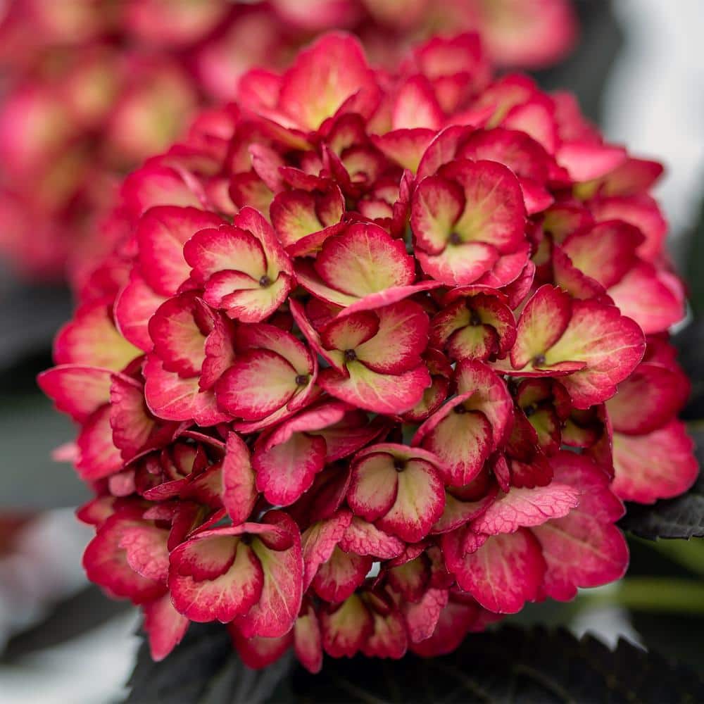 2 Gal. Eclipse Hydrangea Shrub with Cranberry Flowers - Hercitys