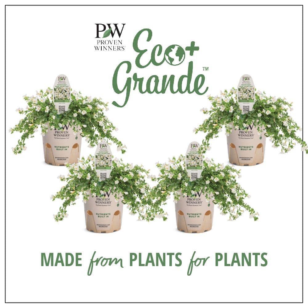 4.25 in. Eco+Grande, Snowstorm Giant Snowflake Bacopa (Sutera) Live Plant, White Flowers (4-Pack) - Hercitys