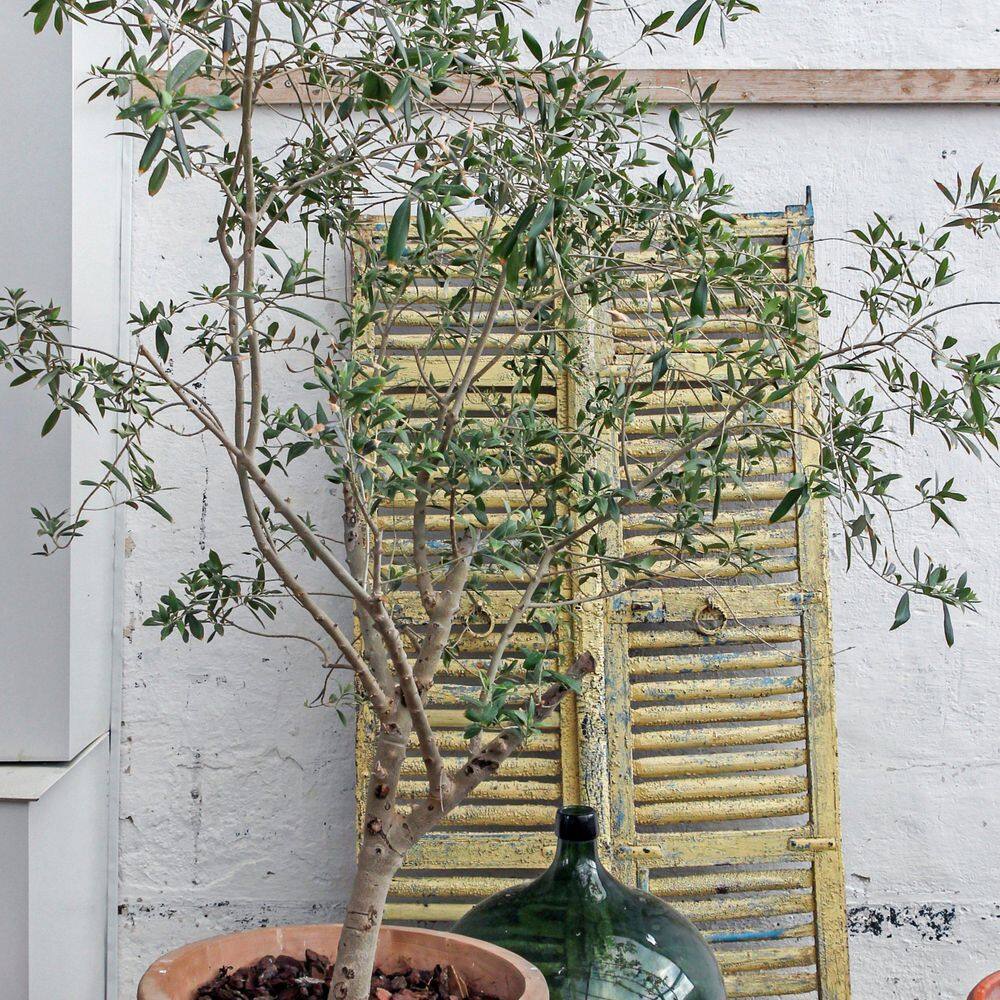 1 Gal. Olive Tree in Grower Container (1-Piece) - Hercitys