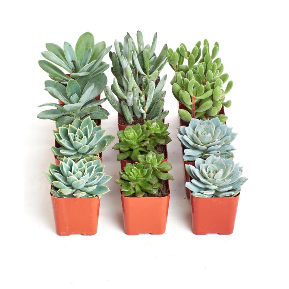2 in. Blue/Green Collection Succulent (Collection of 12) - Hercitys