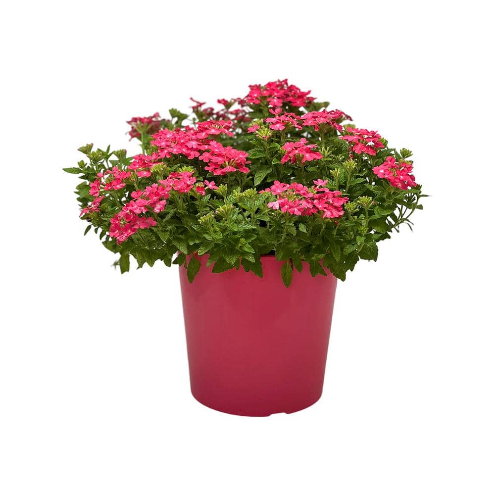 1.5 Gal. Verbina Plant Firehouse Pink Flower in 8.25 in. Grower’s Pot - Hercitys