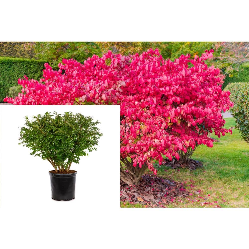 5 Gal. Dwarf Burning Bush Shrub With Compact Fiery Red Fall Color - Hercitys