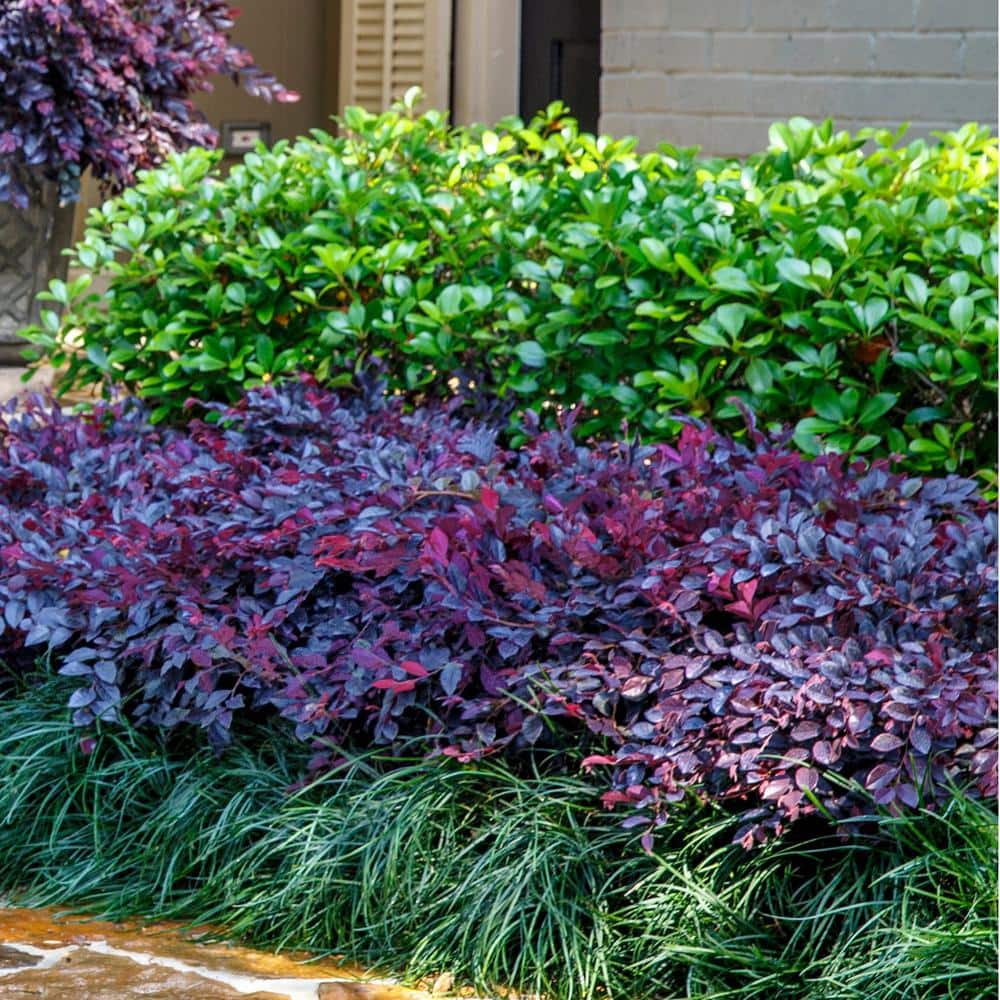 2.5 Qt. Purple Daydream Dwarf Loropetalum, Evergreen Shrub with Purple Foliage, Pink Ribbon Blooms - Hercitys