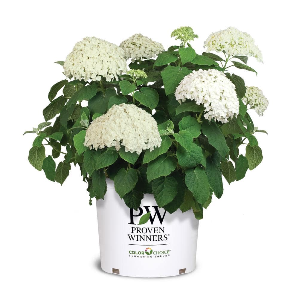 5 Gal. Incrediball Hydrangea Shrub with Enormous White Blooms - Hercitys