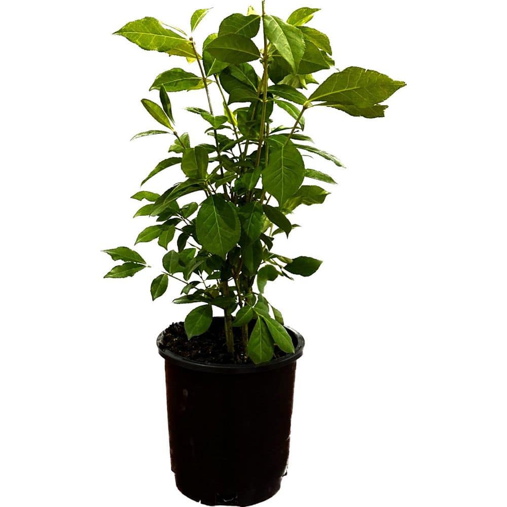 2.5 Qt. Dwarf Burning Bush Euonymus Live Shrub with Red Foliage - Hercitys