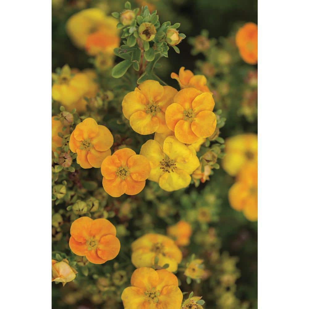2 Gal. Mandarin Tango Potentilla Live Shrub with Orange Flowers - Hercitys