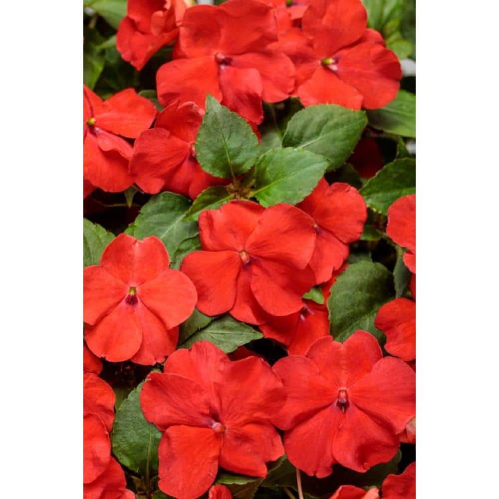 4.25 in. Eco+Grande, Soprano Bright Red (Impatiens), Live Plant, Red Flowers (4-Pack) - Hercitys