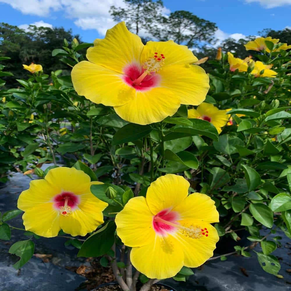 3 Gal. Yellow Tropical Hibiscus with Yellow Flowers - Hercitys