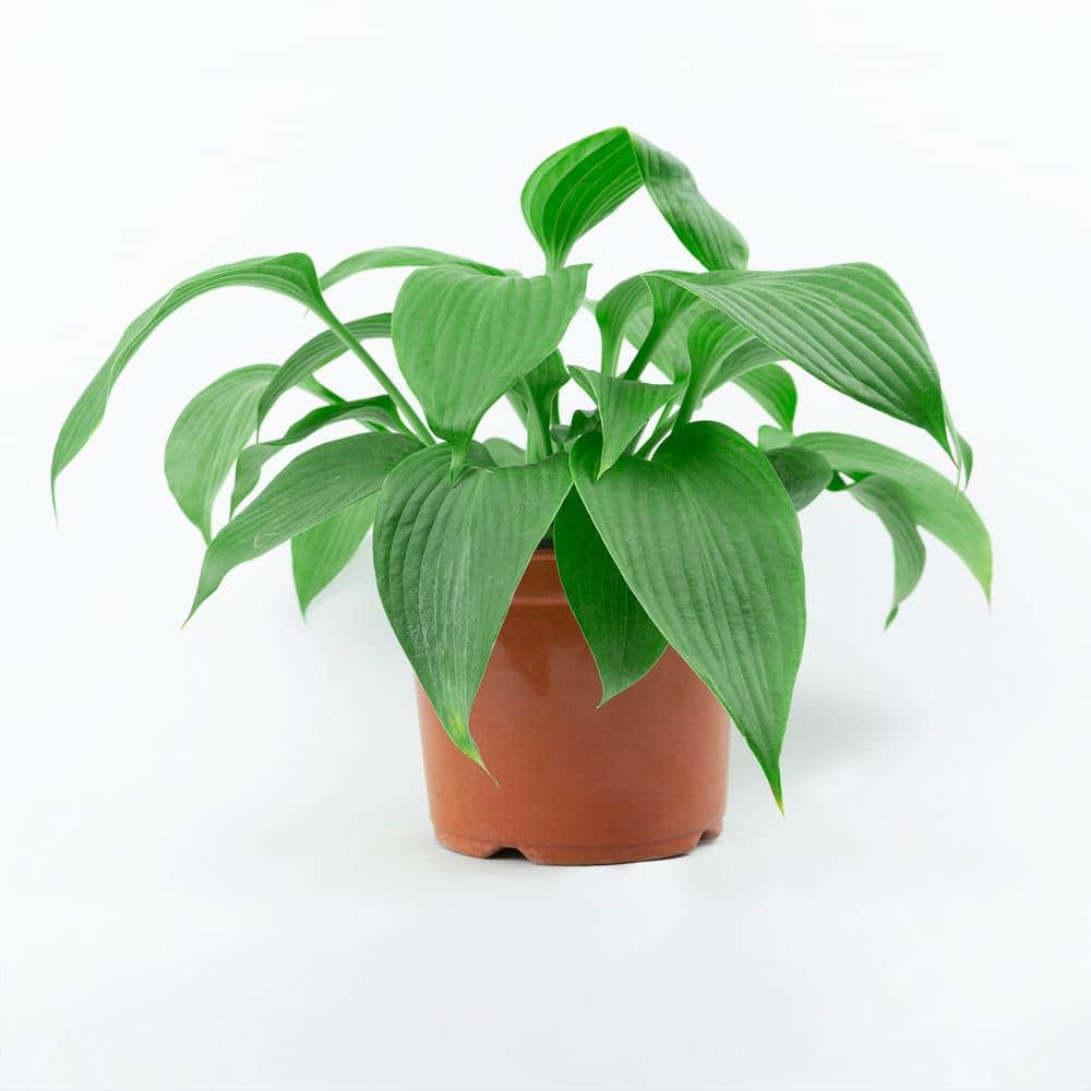 1 Gal. Blue Angel Hosta, Live Perennial Plant, Blue-Green Foliage - Hercitys