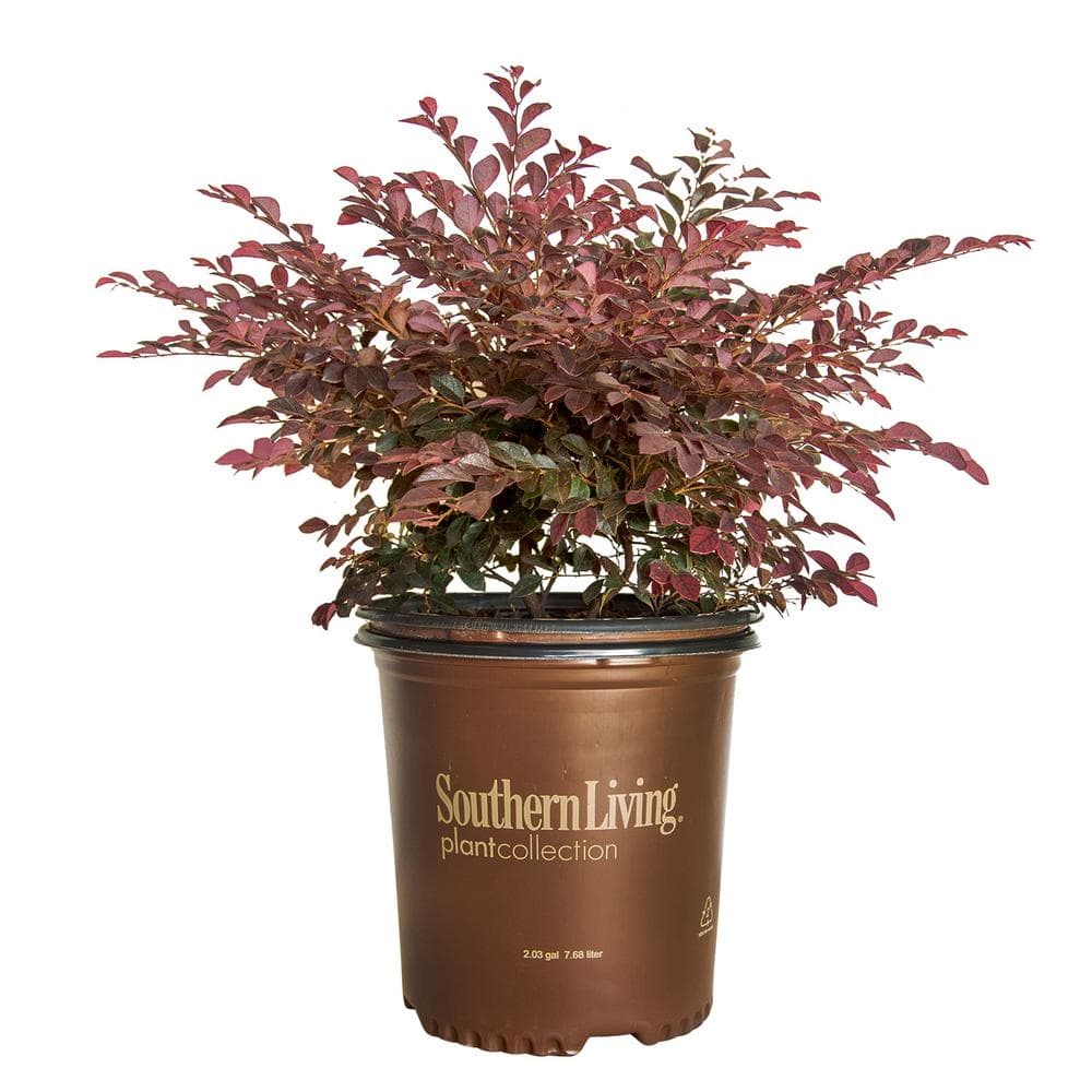 2 Gal. Purple Daydream Dwarf Loropetalum, Evergreen Shrub with Purple Foliage, Pink Ribbon Blooms - Hercitys