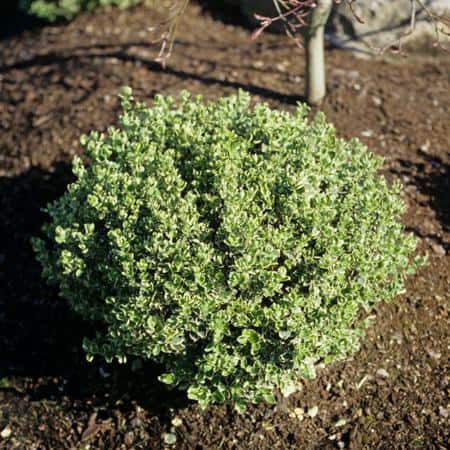 2.5 Qt. – Emerald Gaiety Euonymus Live Shrub with Green and White Folliage - Hercitys