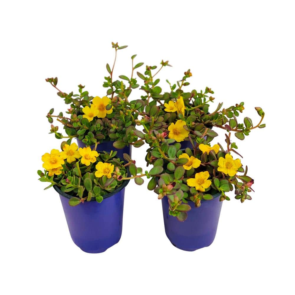 1.38 Pt. Purslane Plant Yellow Flowers in 4.5 In. Grower’s Pot (4-Plants) - Hercitys