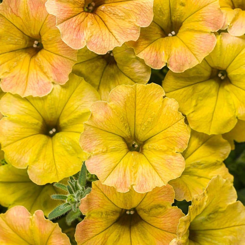4.25 in. Eco+Grande Supertunia Honey (Petunia) Live Plant, Yellow Flowers (4-Pack) - Hercitys