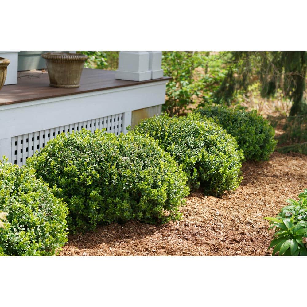 4.5 in. Qt. Sprinter Boxwood (Buxus) Live Evergreen Shrub, Green Foliage - Hercitys