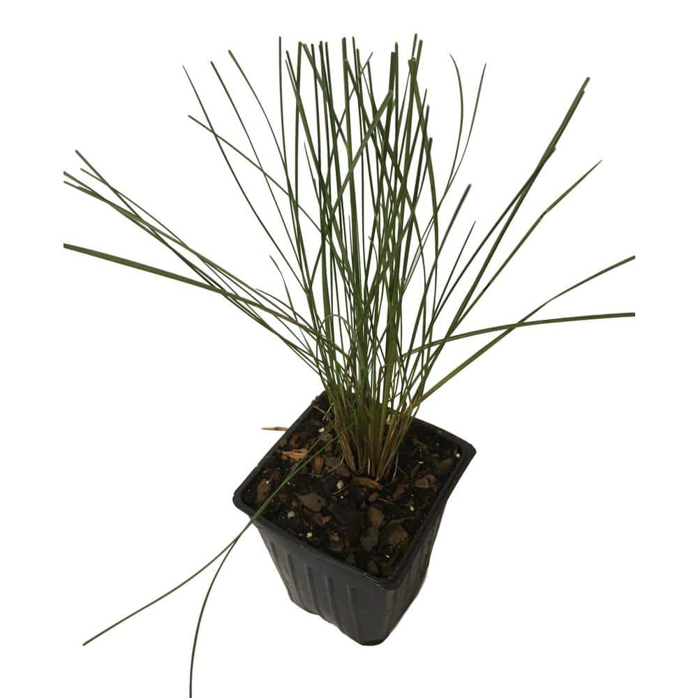 4 in. Pot Pink Muhly Grass Plant - Hercitys