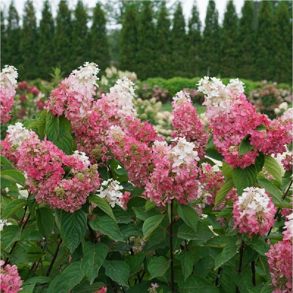 1 Gal. Pinky Winky Prime Panicle Hydrangea (Paniculata) Flowering Shrub with White/Pink Flowers - Hercitys
