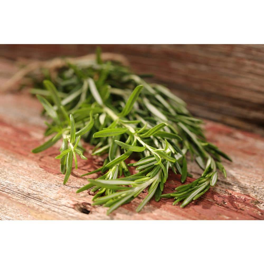4.25 in. Eco+Grande Prime Rosemary (Salvia rosmarinus) Live Herb Plant (4-Pack) - Hercitys
