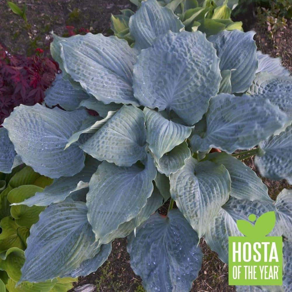 0.65 Gal. Shadowland Diamond Lake (Hosta) Live Plant, Lavender Flowers and Blue Foliage - Hercitys