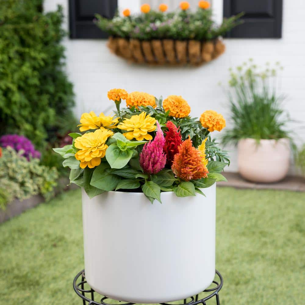 2 Qt. Orange Marigold Annual Plant (3-Pack) - Hercitys