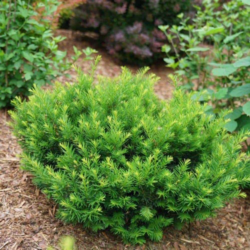 1 Gal. Dark Green Dense, Lush Evergreen Perfect Hedge or Accent Spreading Yew Shrub - Hercitys