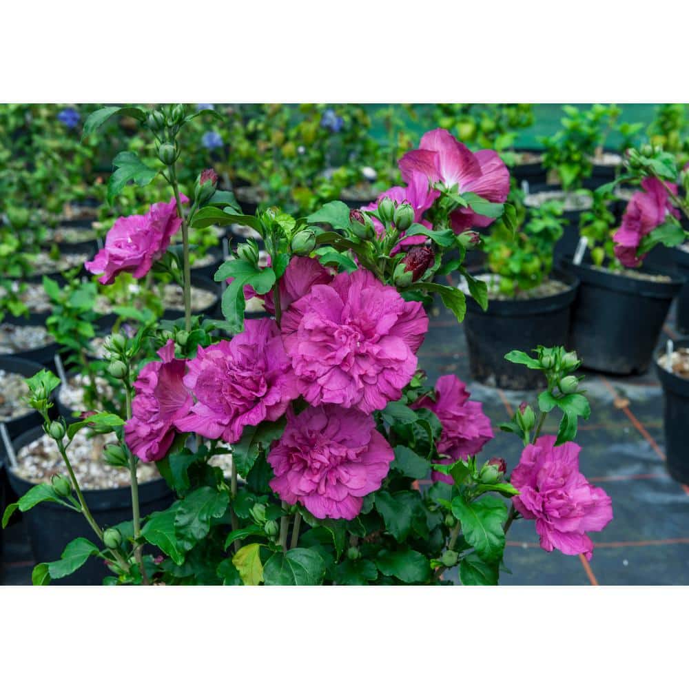 4.5 in. Qt. Magenta Chiffon Rose of Sharon (Hibiscus) Live Plant, Purple Flowers - Hercitys