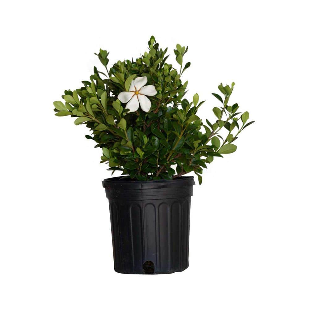 2.5 Qt. Kleim’s Hardy Daisy Gardenia, Live Evergreen Shrub, White Fragrant Blooms - Hercitys