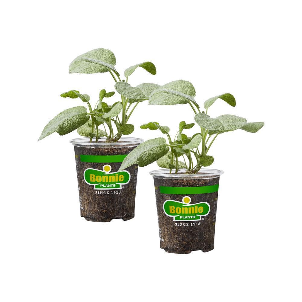 19 oz. Garden Sage Herb Plant (2-Pack) - Hercitys