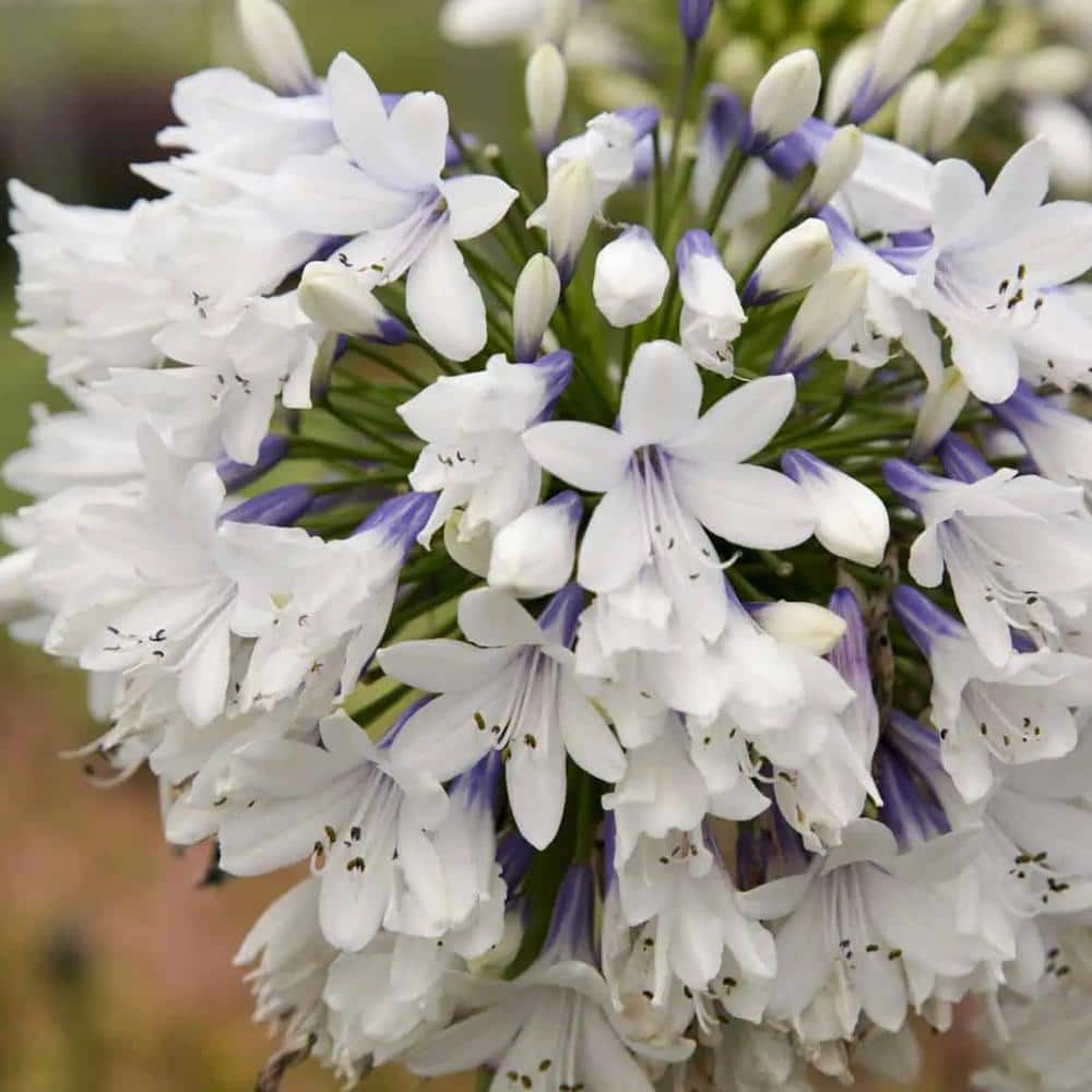 1.5 Gal. Queen Mum Agapanthus (Lily of the Nile) with White and Violet Bloom Clusters Live Perennial Plant - Hercitys