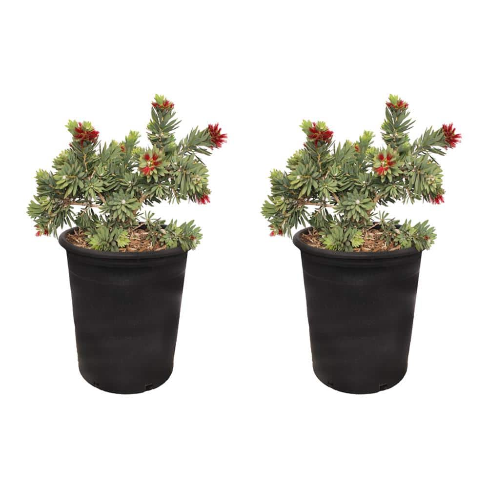#5 Container Dwarf Bottlebrush Evergreen Shrub  (2-pack) - Hercitys