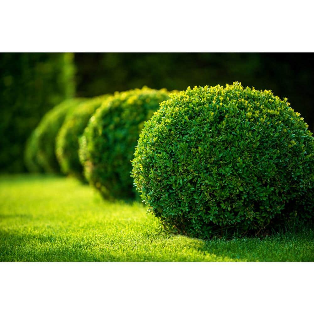 1 Gal. Green Gem Boxwood Shrub with Naturally Rounded Form - Hercitys