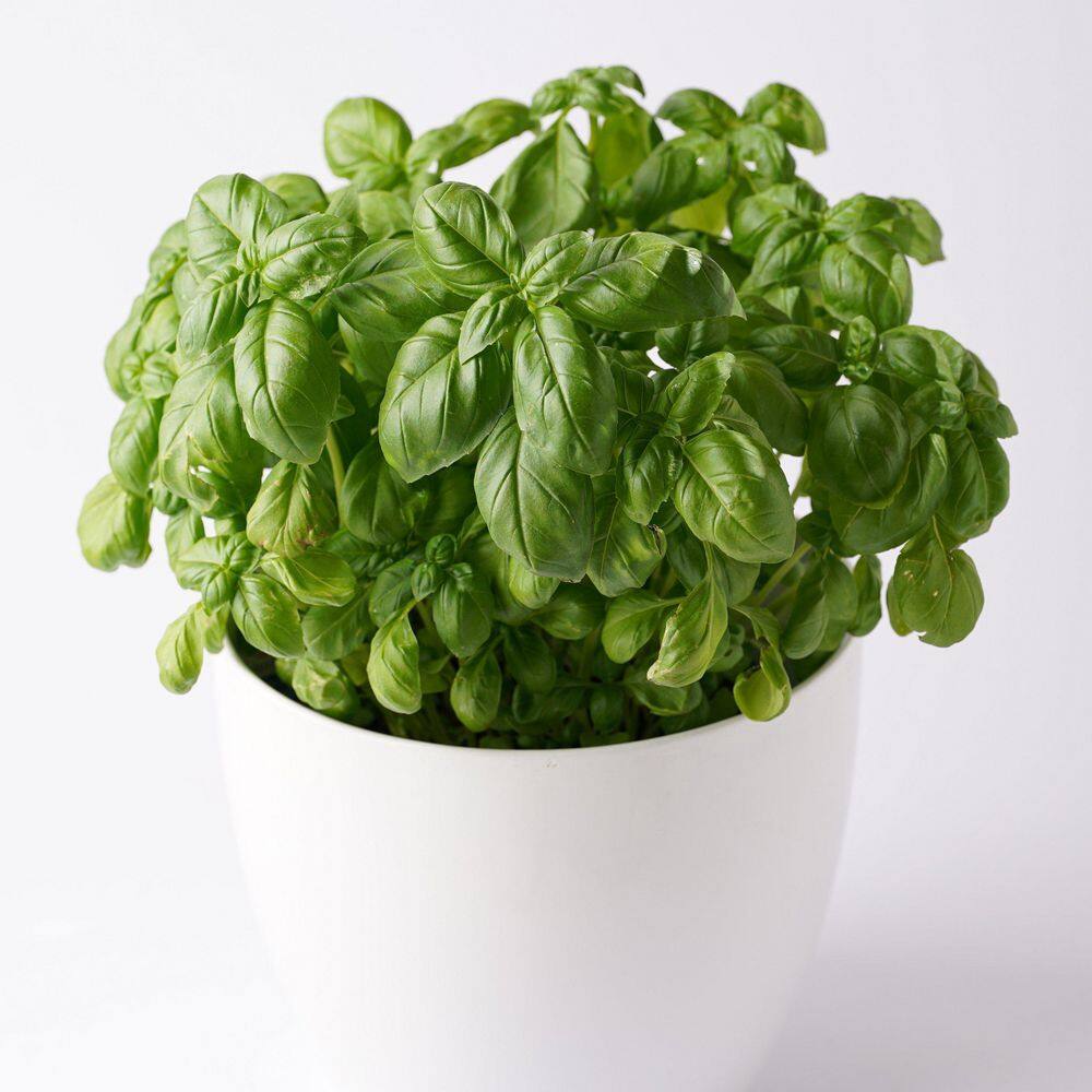 3.3 in. Basil Culinary Kitchen Herb Seed Grow Kit - Hercitys